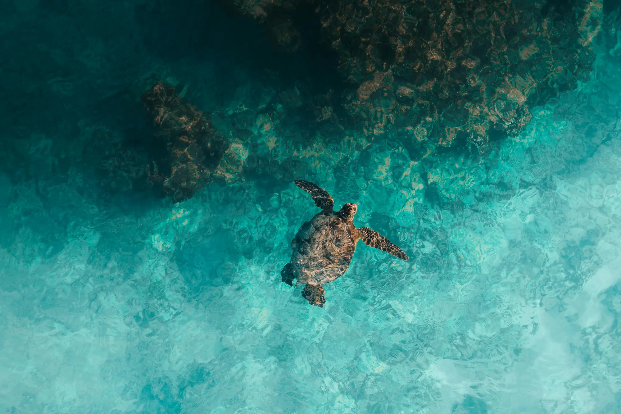 Turtle swimming in green sea