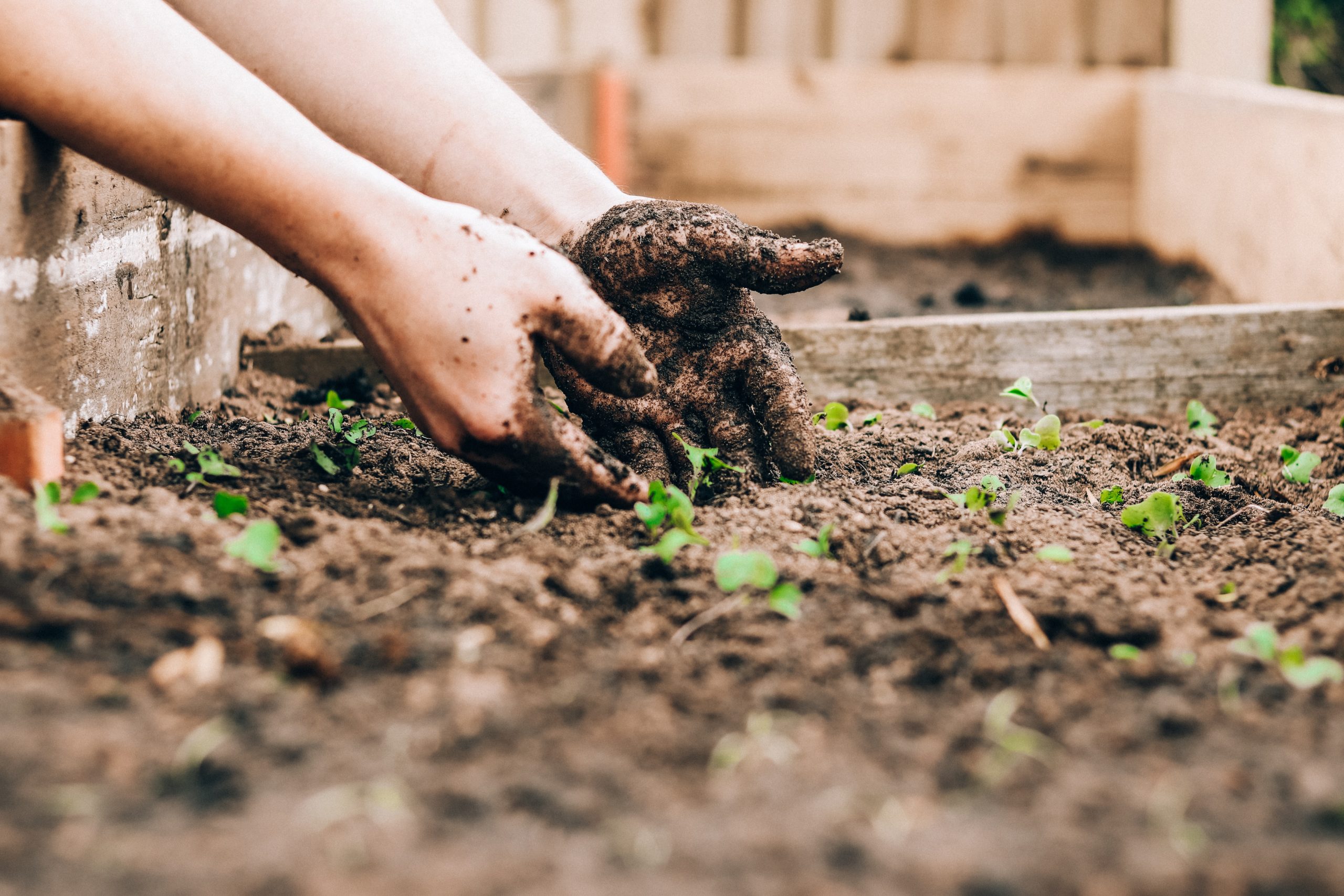 organic compost