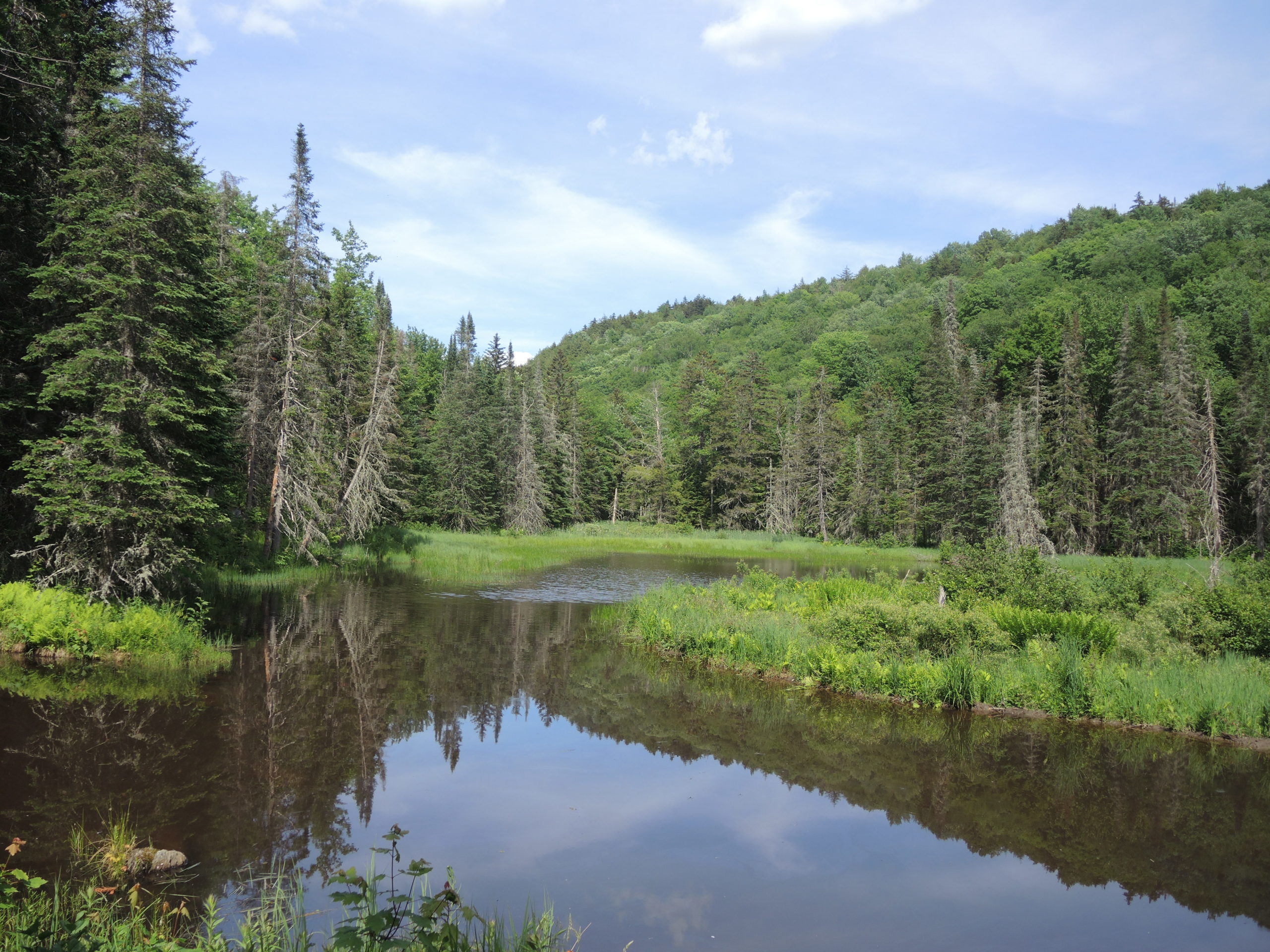 Northeast Wilderness