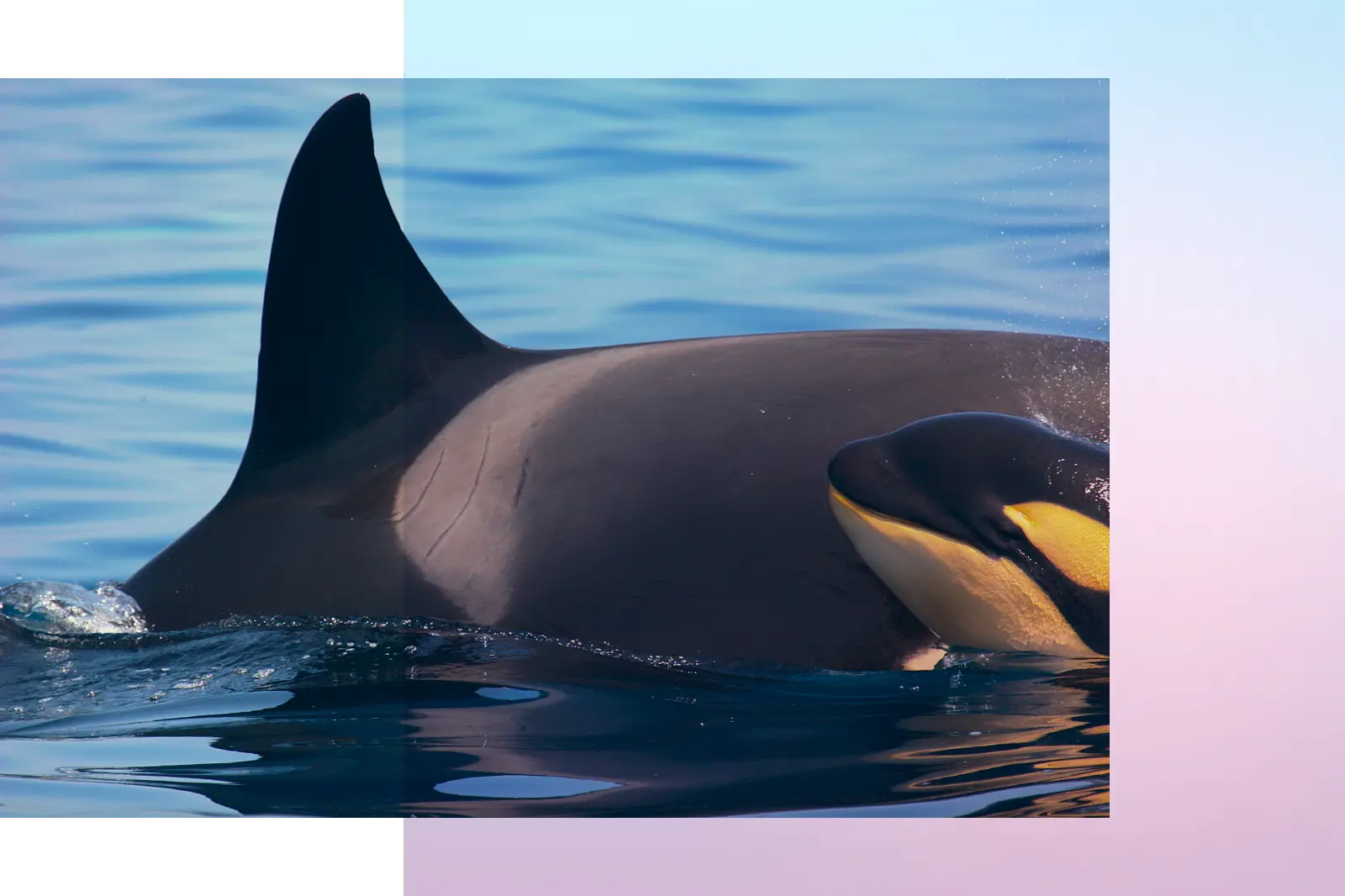 killer whale and her baby