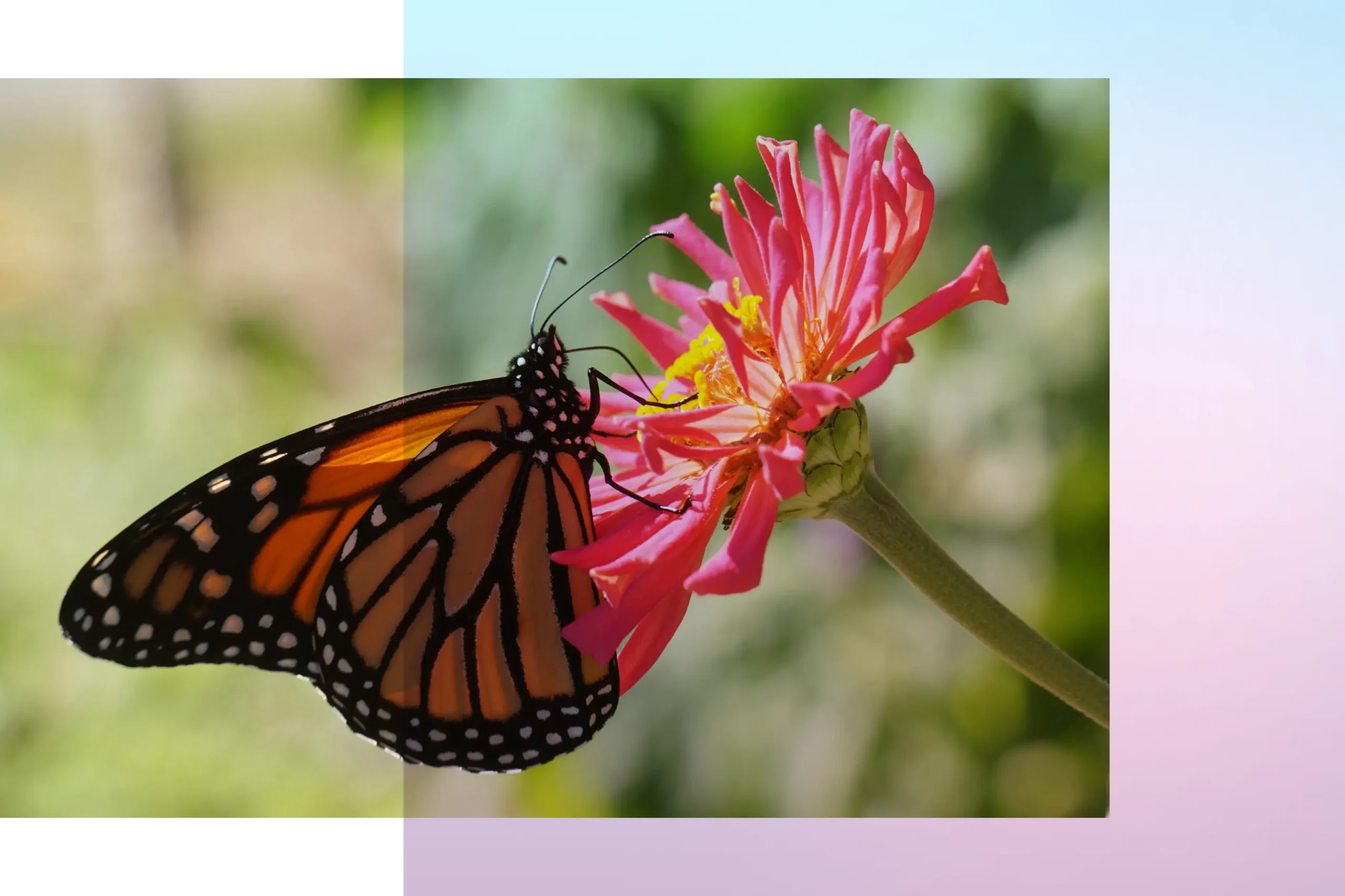 monarch butterfly