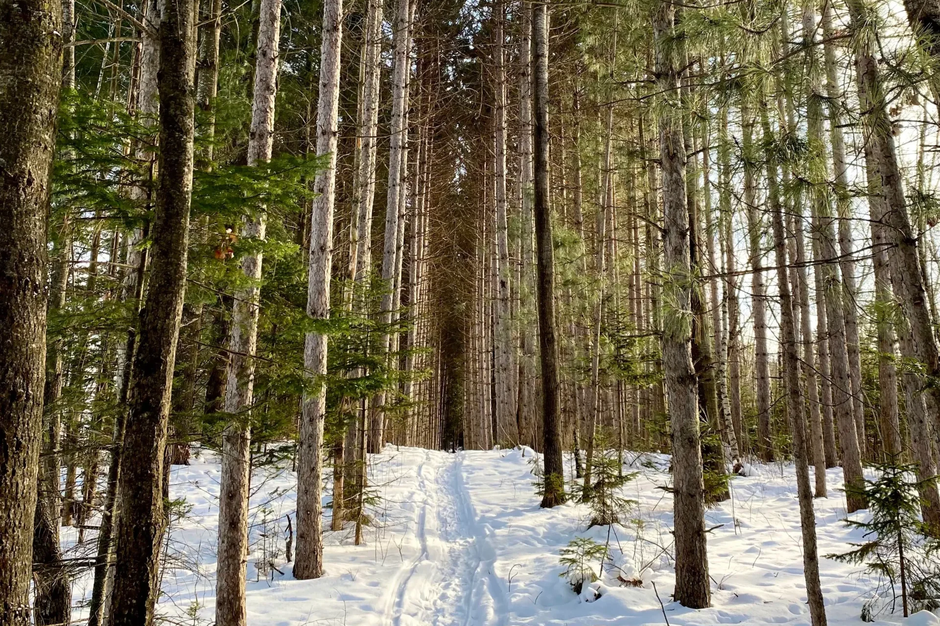 snow forest