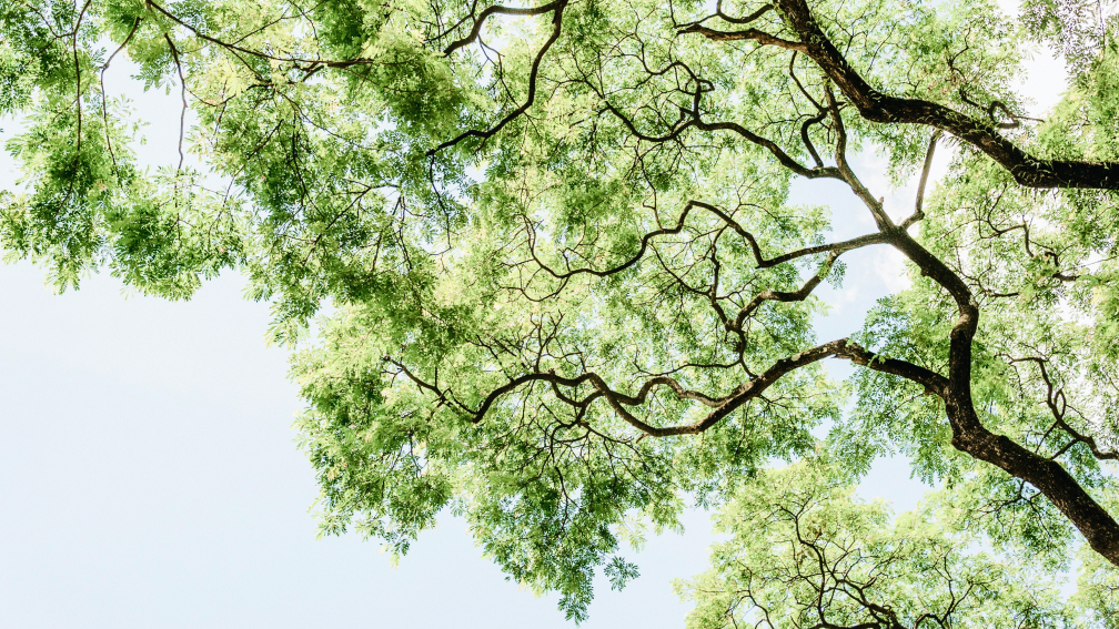 Branches and leaves