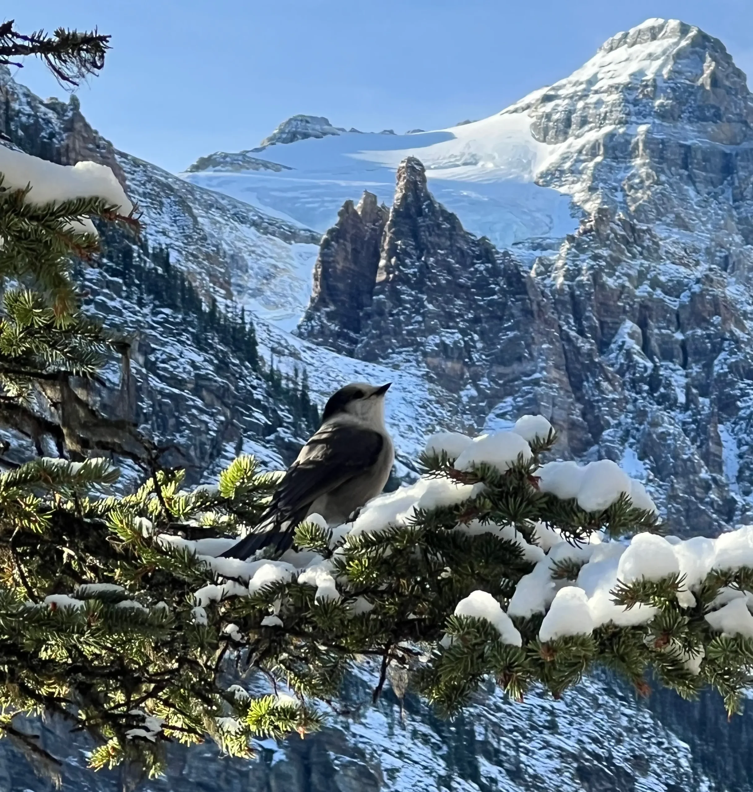Canada Jay perched on a tree