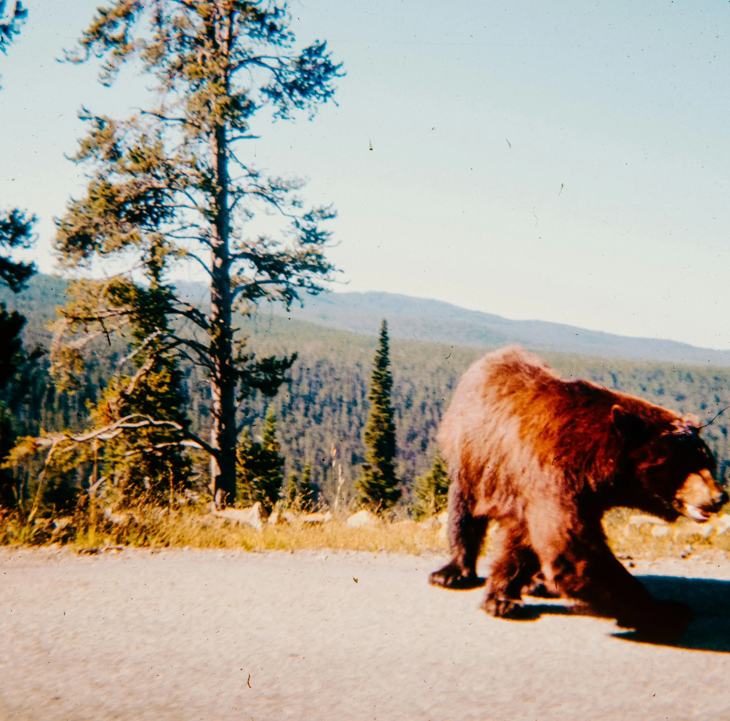 bear in yellowstone