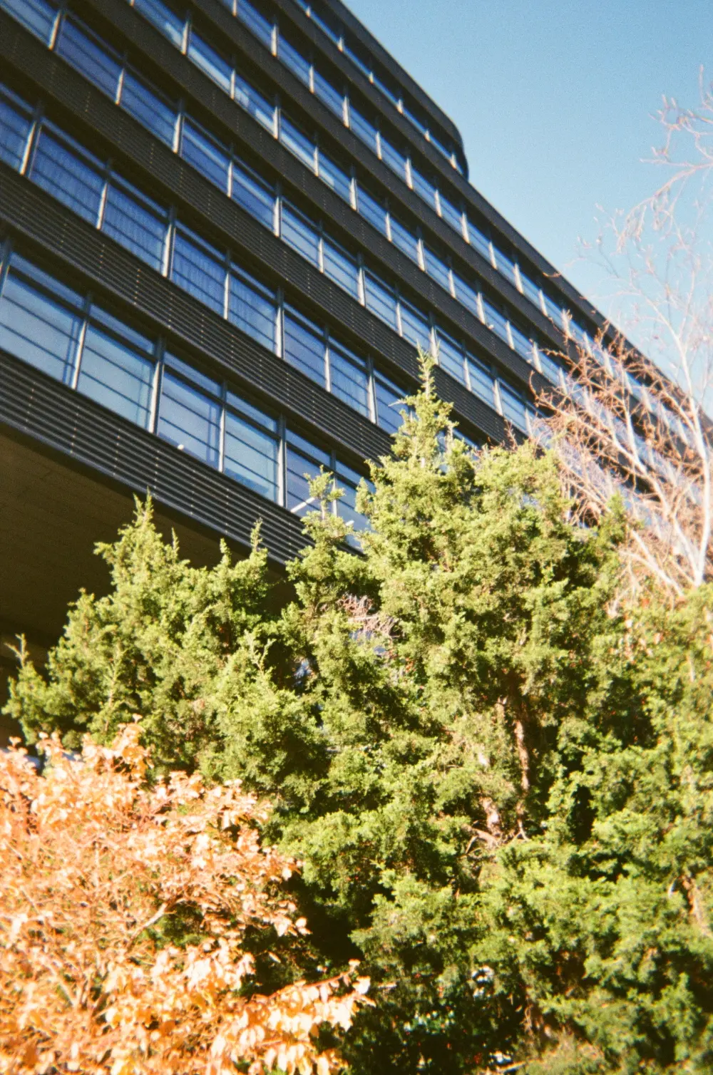 city building with trees