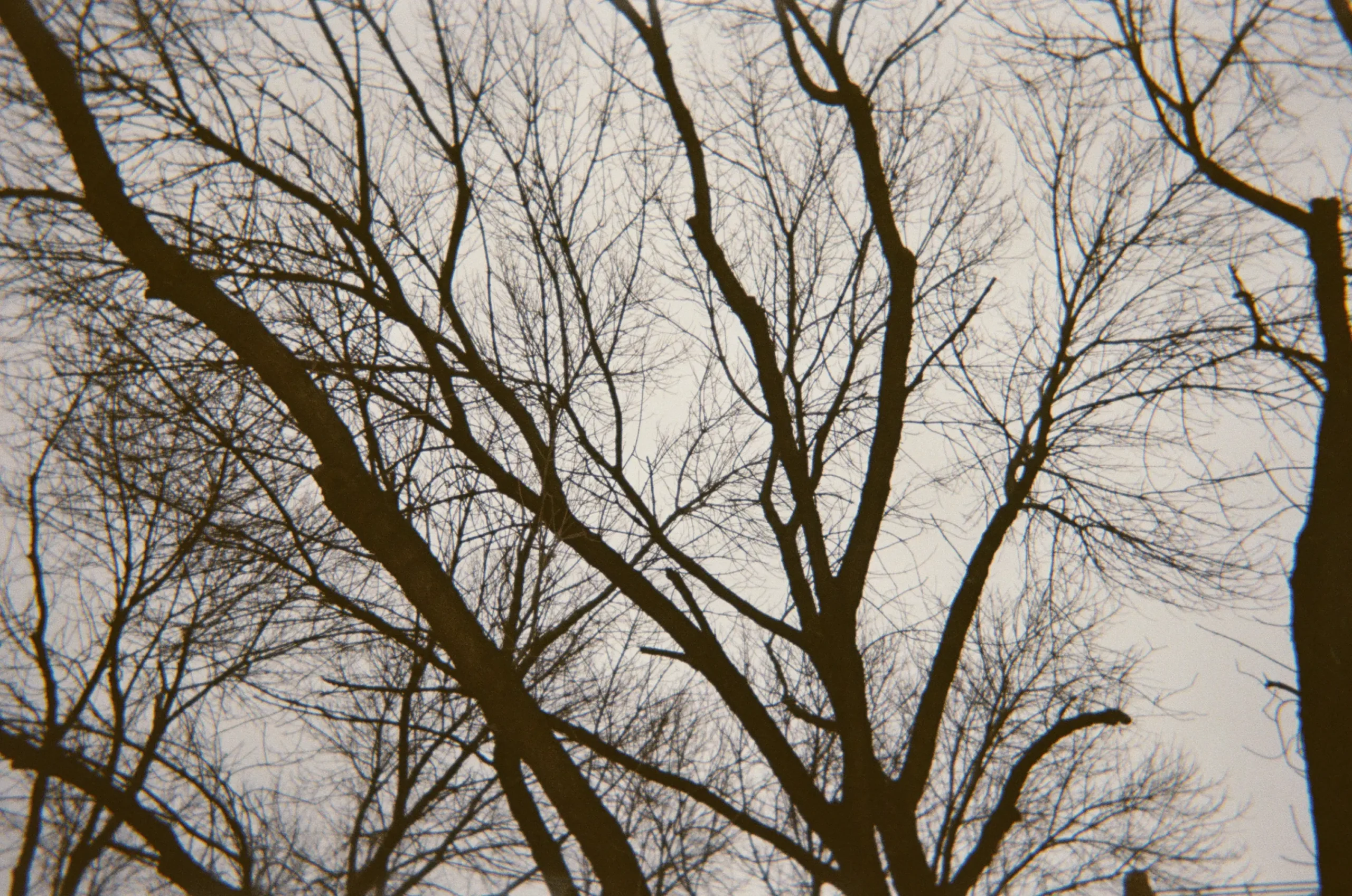 trees without leaves in winter