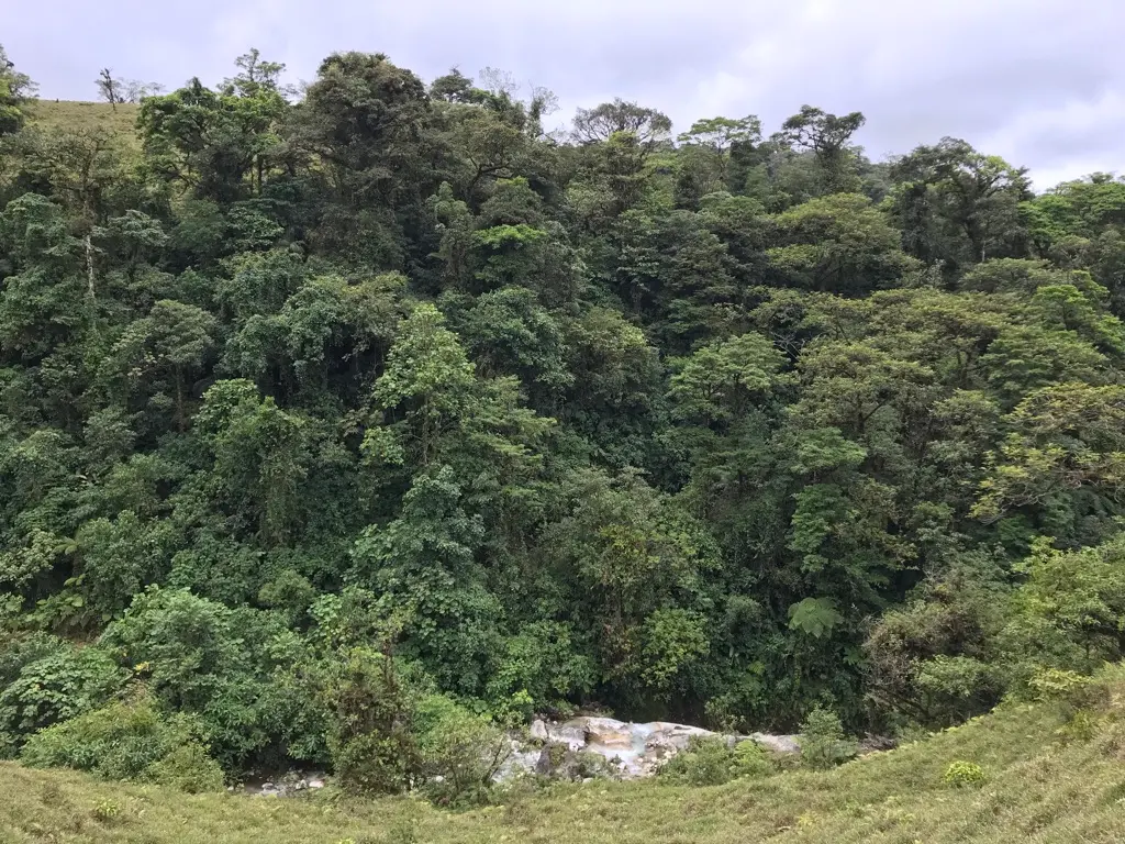 costa rica forest