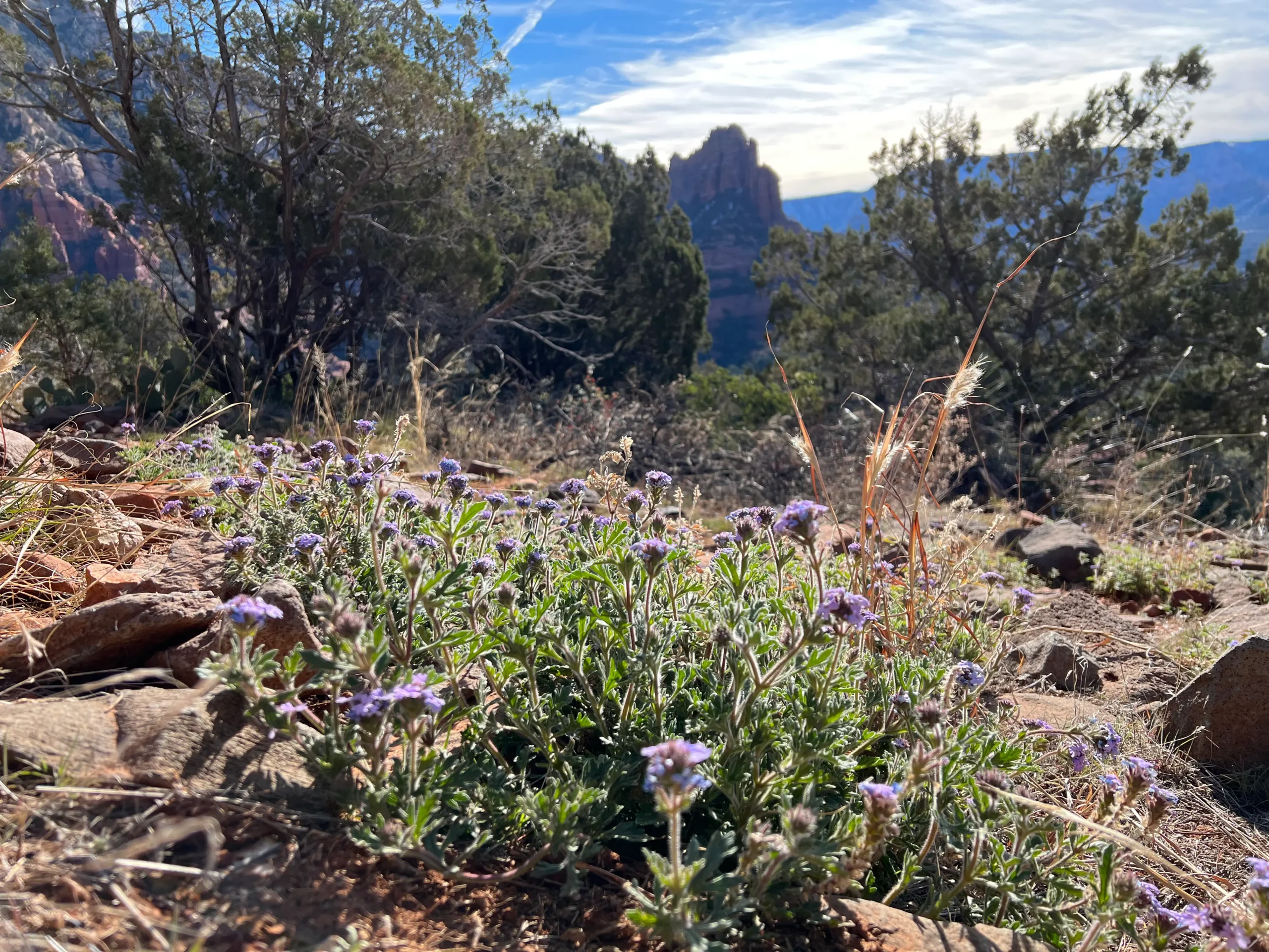 wildflowers in the Grand Canyon