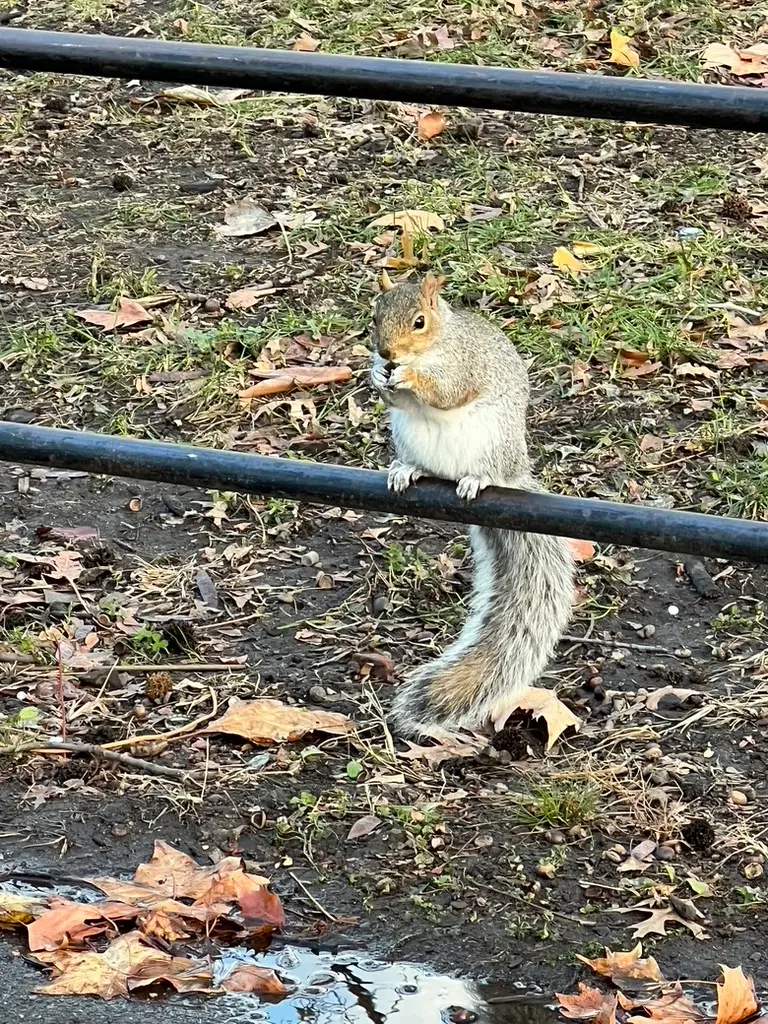 squirrel in a park