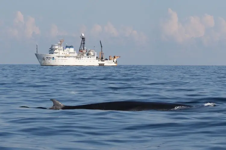 Rice's whale with ship in background