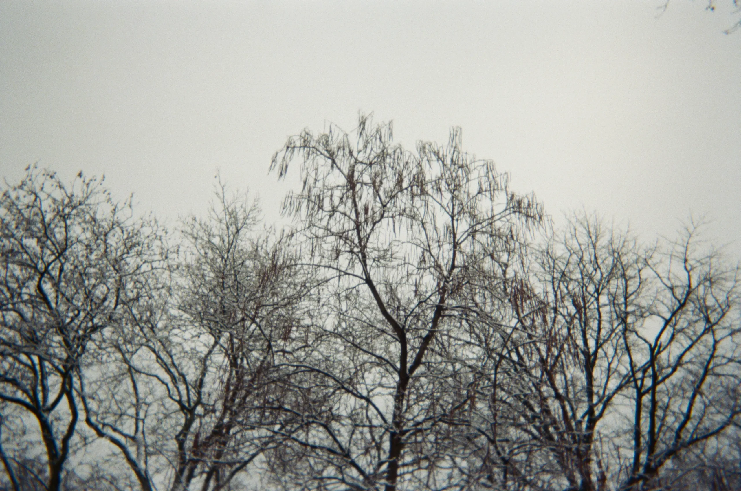 winter trees