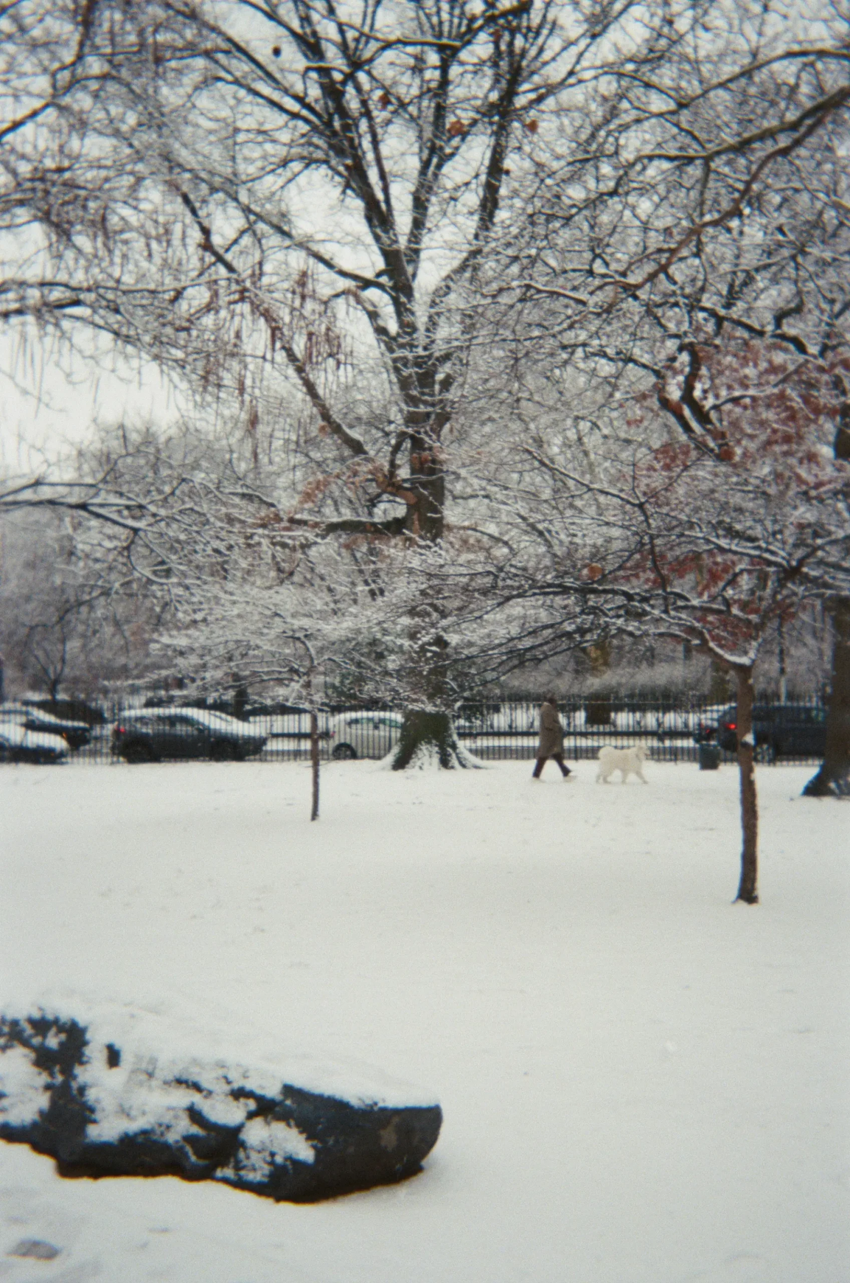 snow day in the park