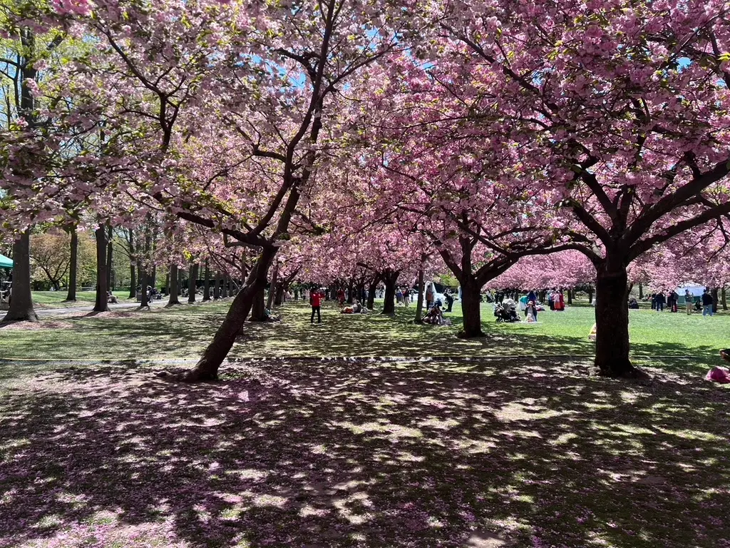 Cherry blossoms in botanical garden
