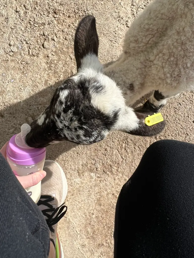 feeding a goat