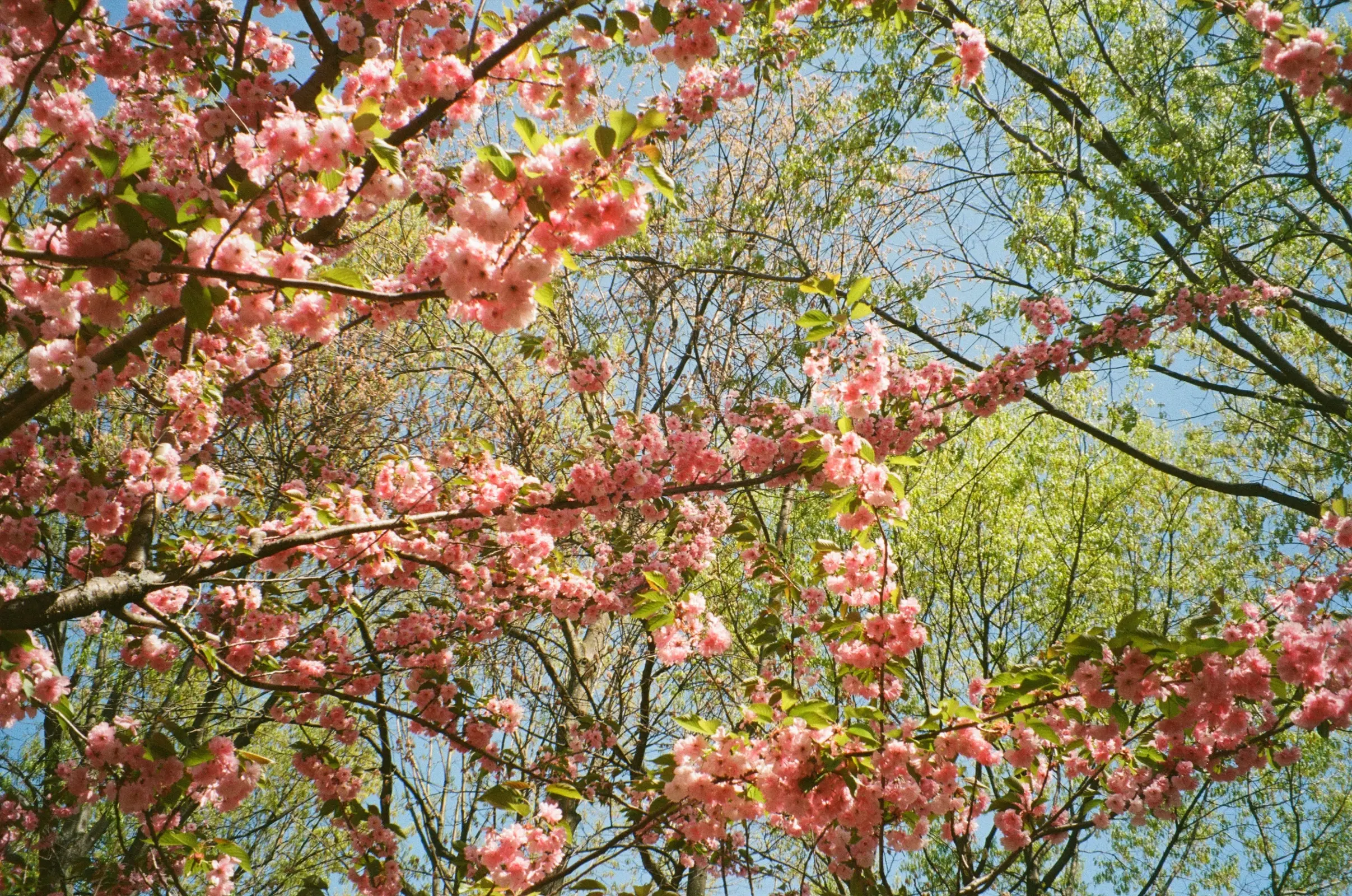 Trees blooming and leafing out