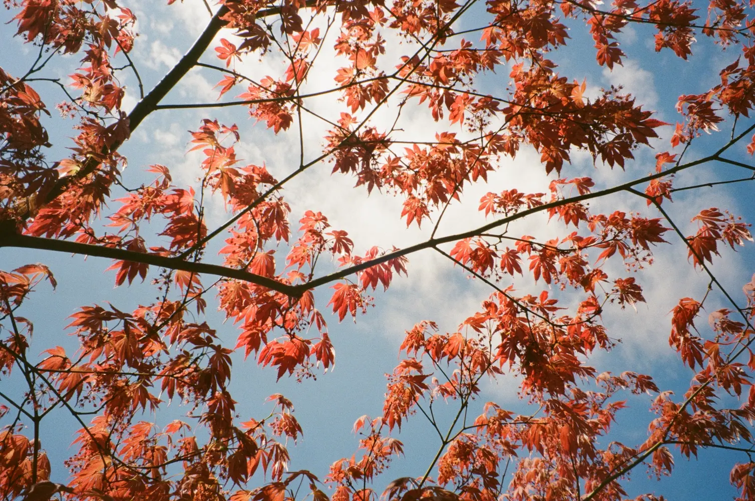 japanese red maple