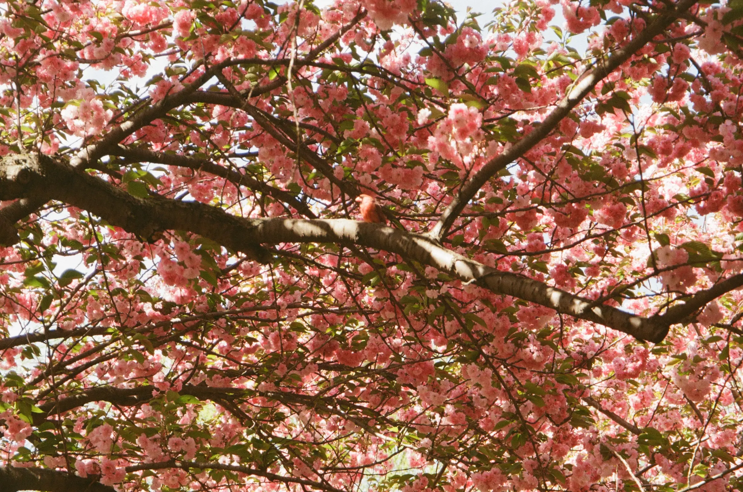 cherry blossoms