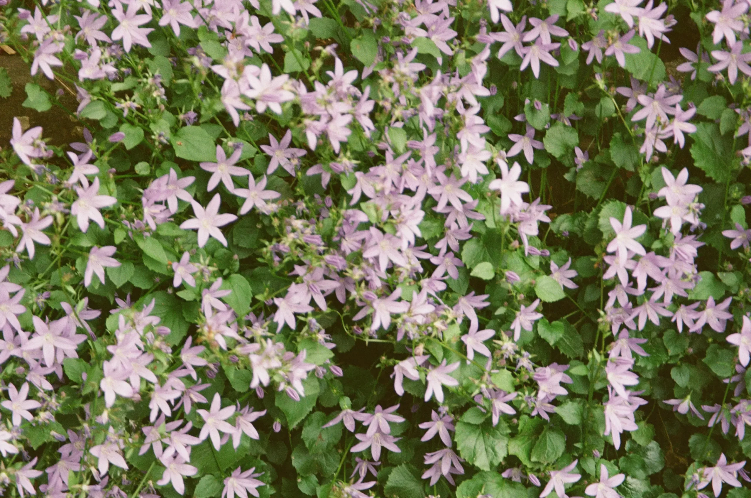 garden flowers