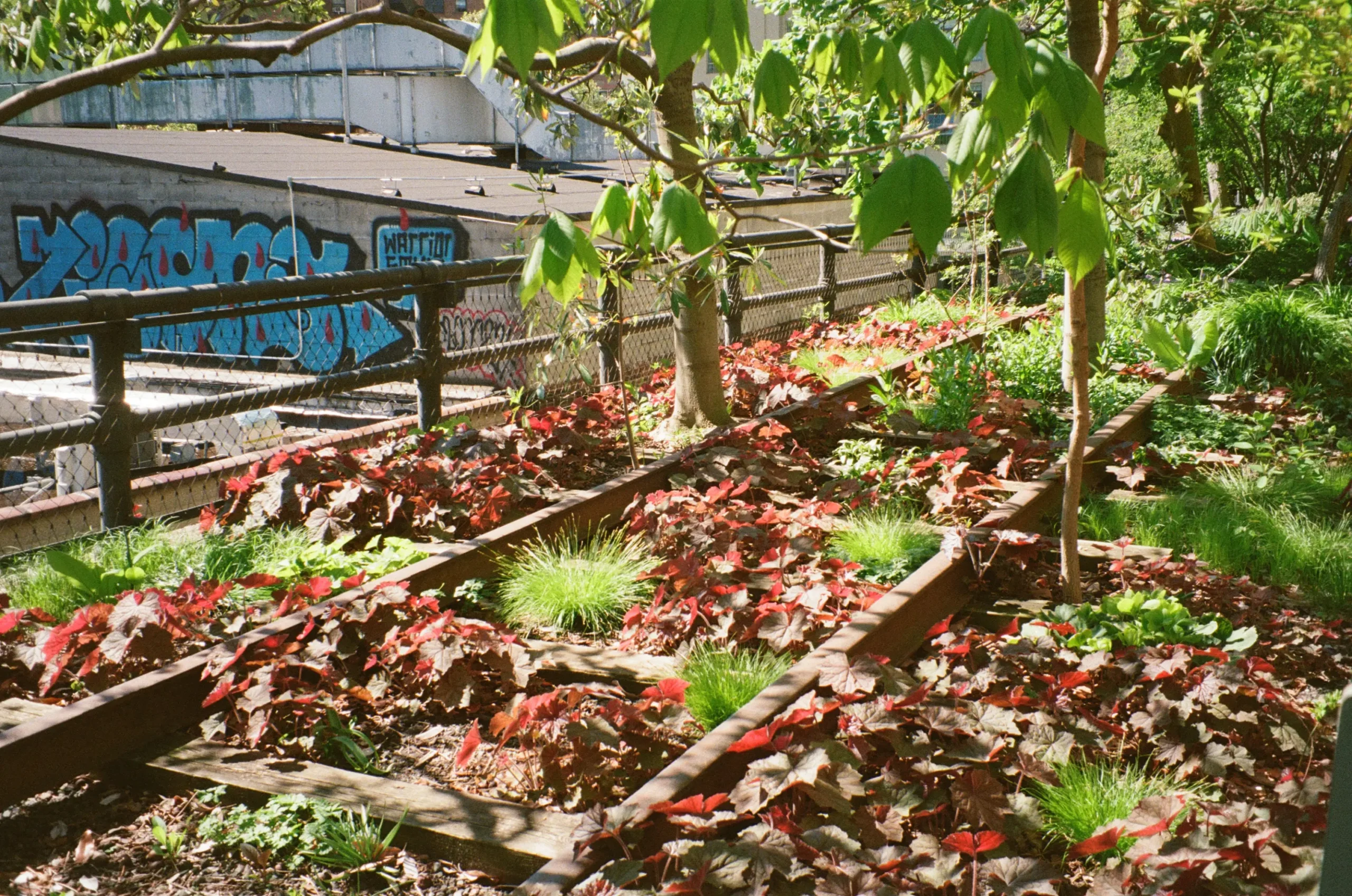 high line tracks with spring plants