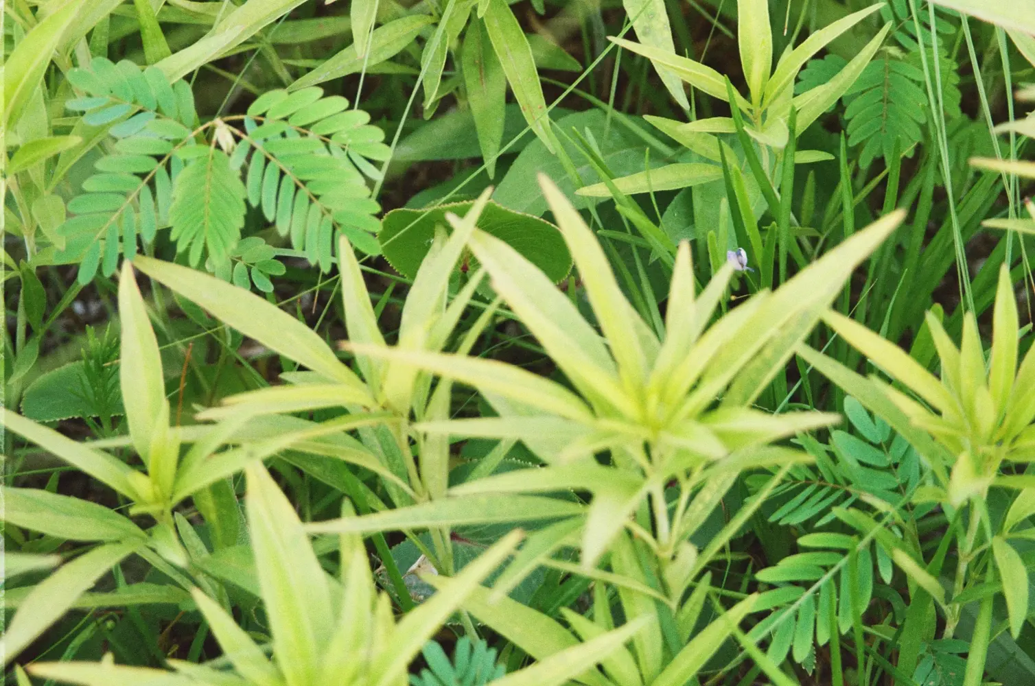 plantlife